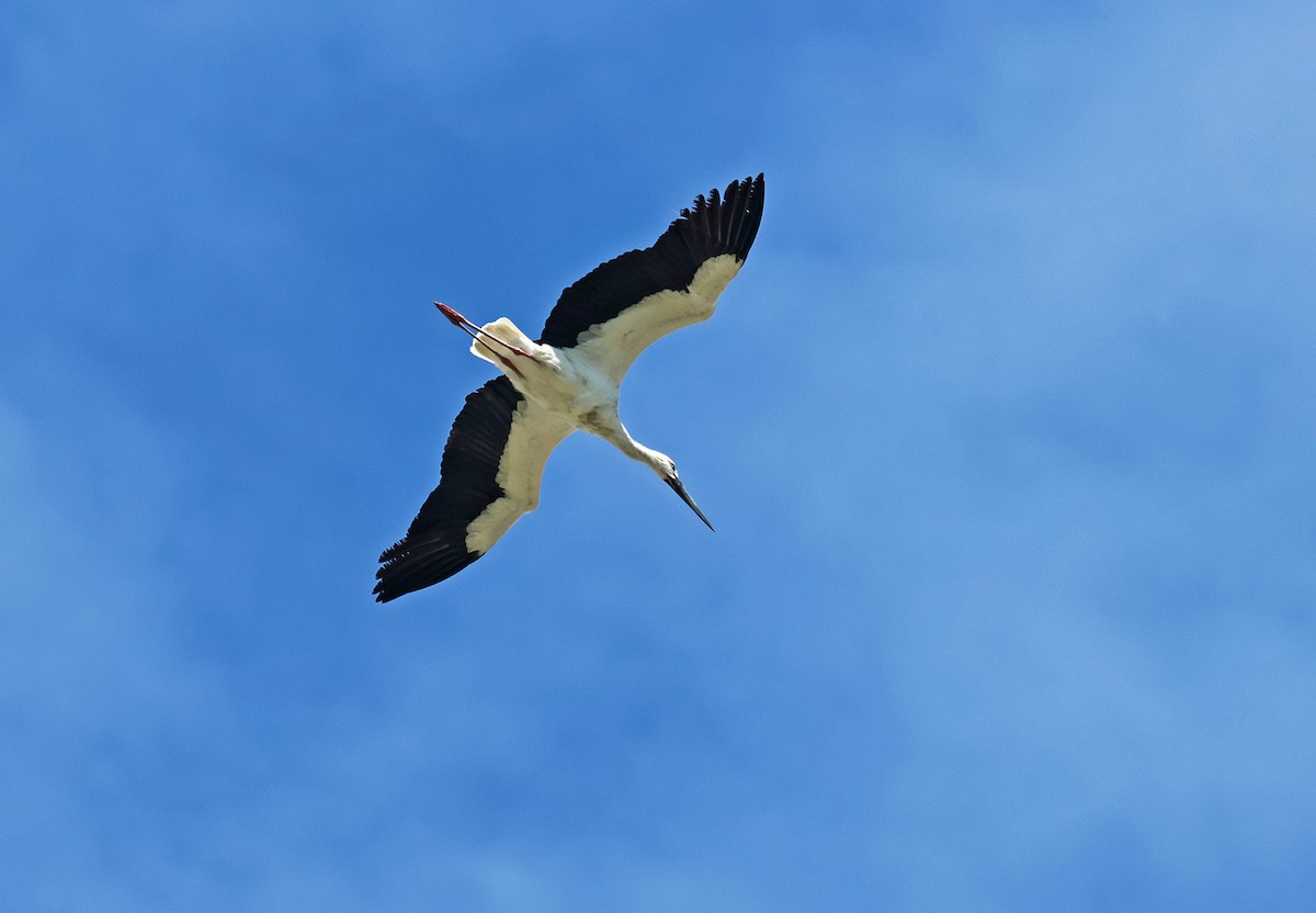 Cigogne orientale - ML644303881