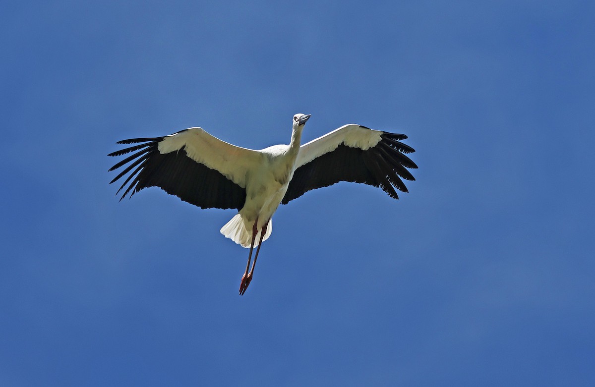 Cigogne orientale - ML644303884