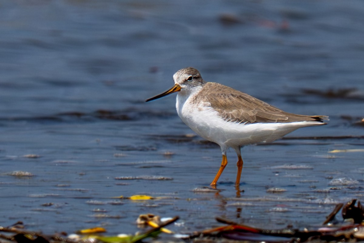 tereksnipe - ML644303885