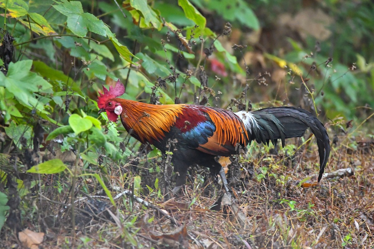 セキショクヤケイ - ML644303889