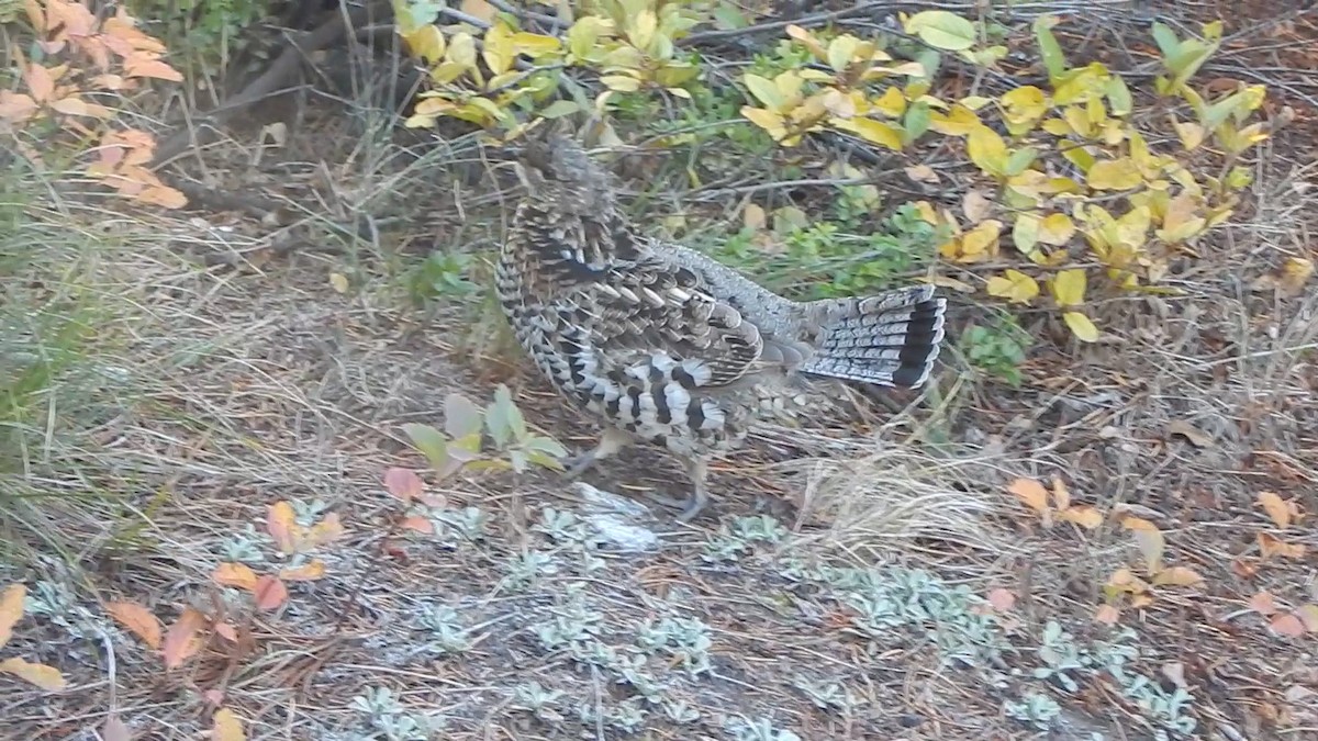 Воротничковый рябчик - ML644303890