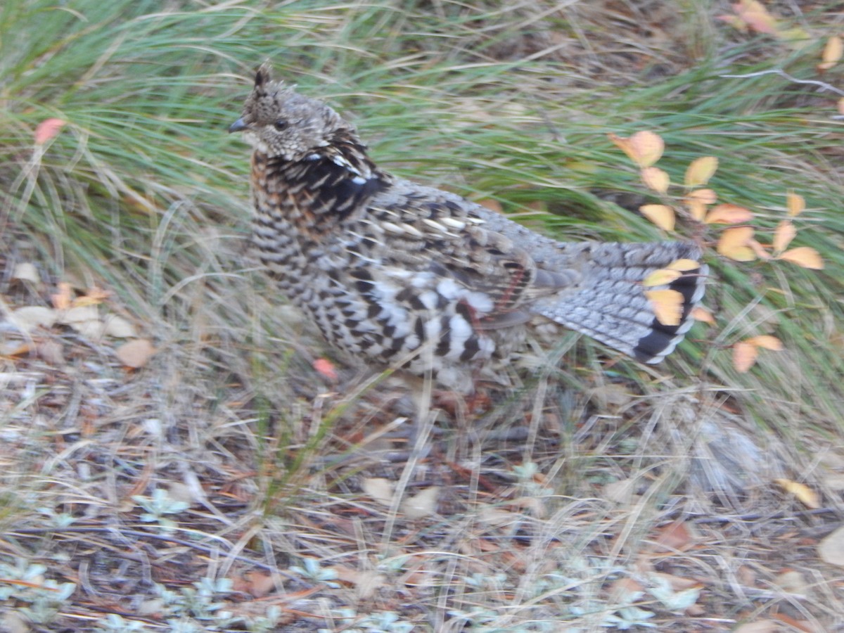 Воротничковый рябчик - ML644303891