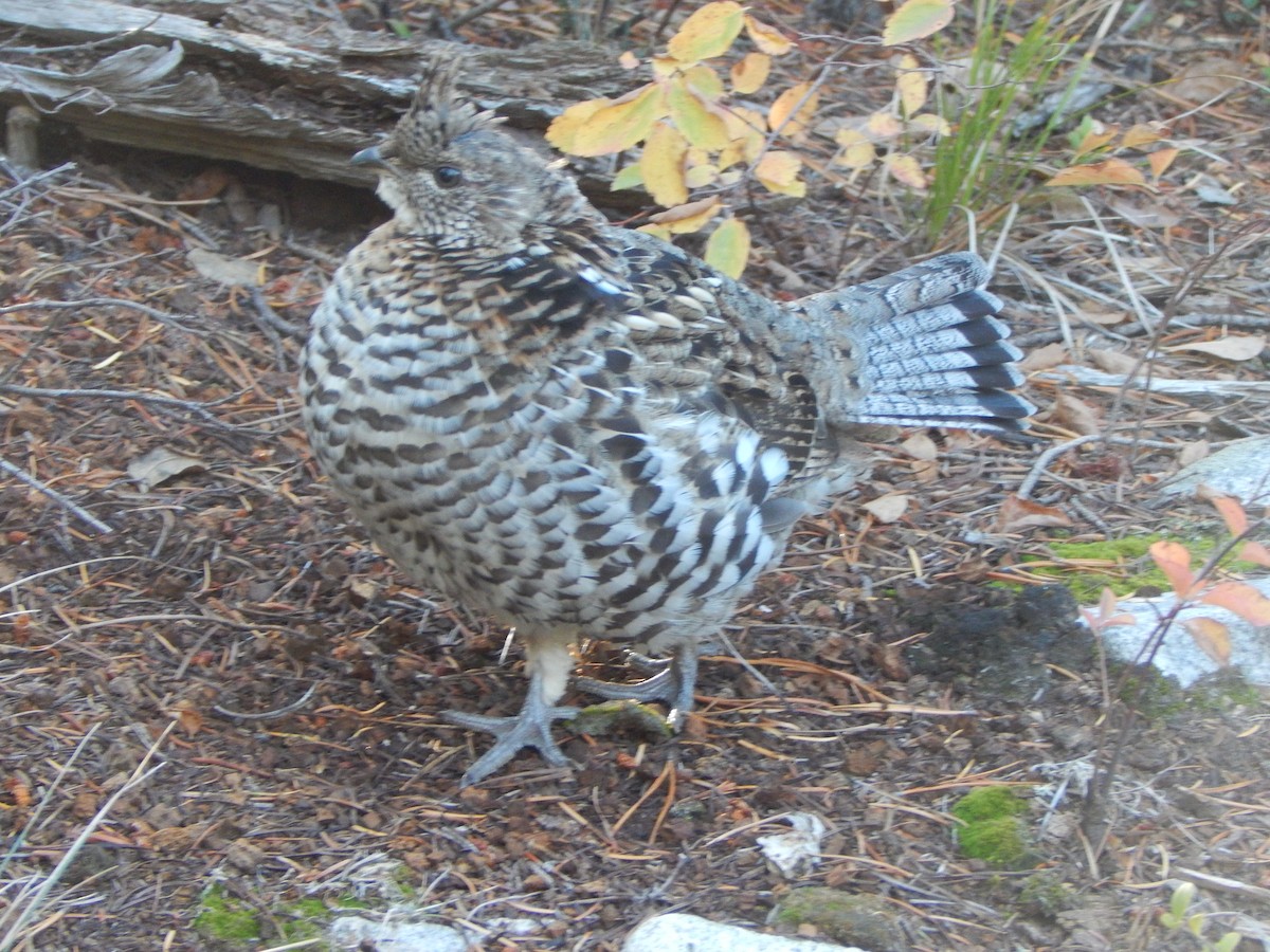 Воротничковый рябчик - ML644303892