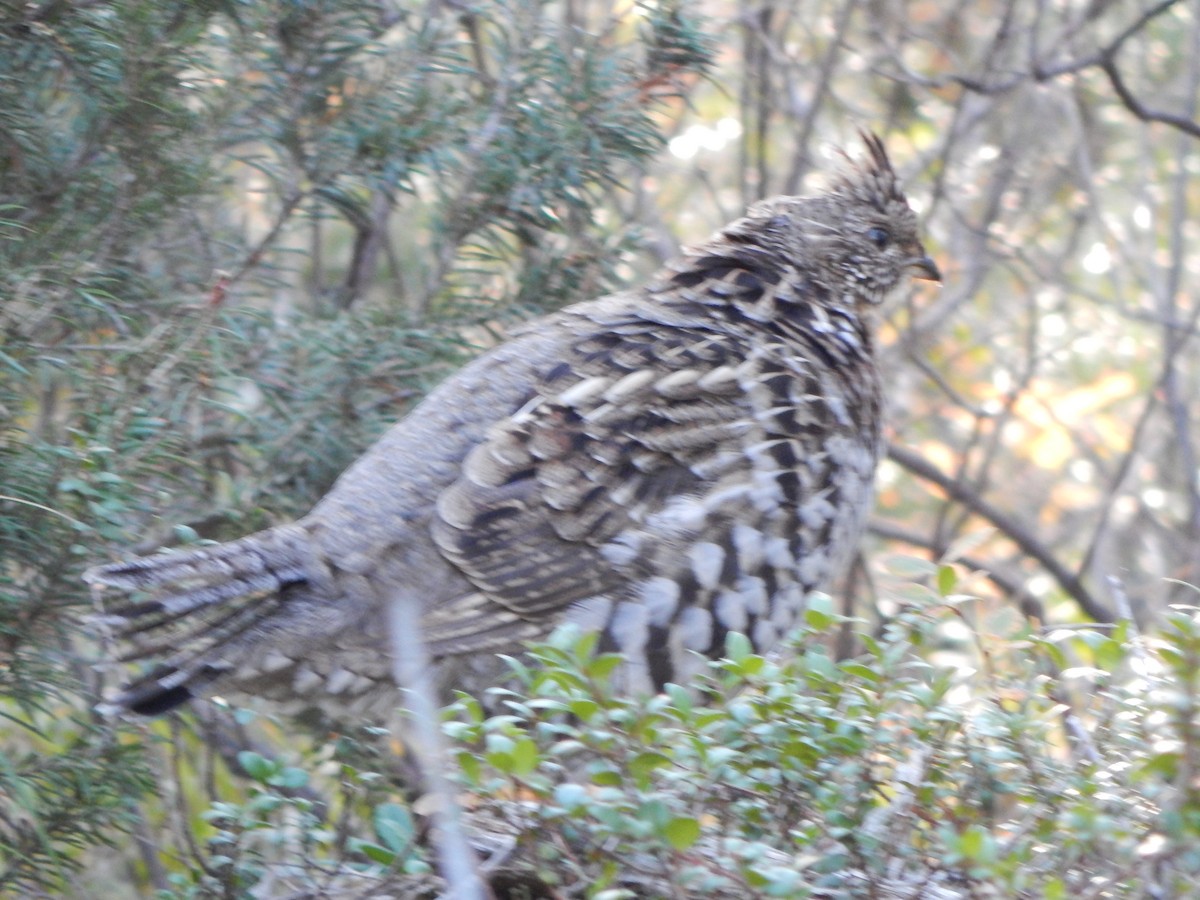 Воротничковый рябчик - ML644303893