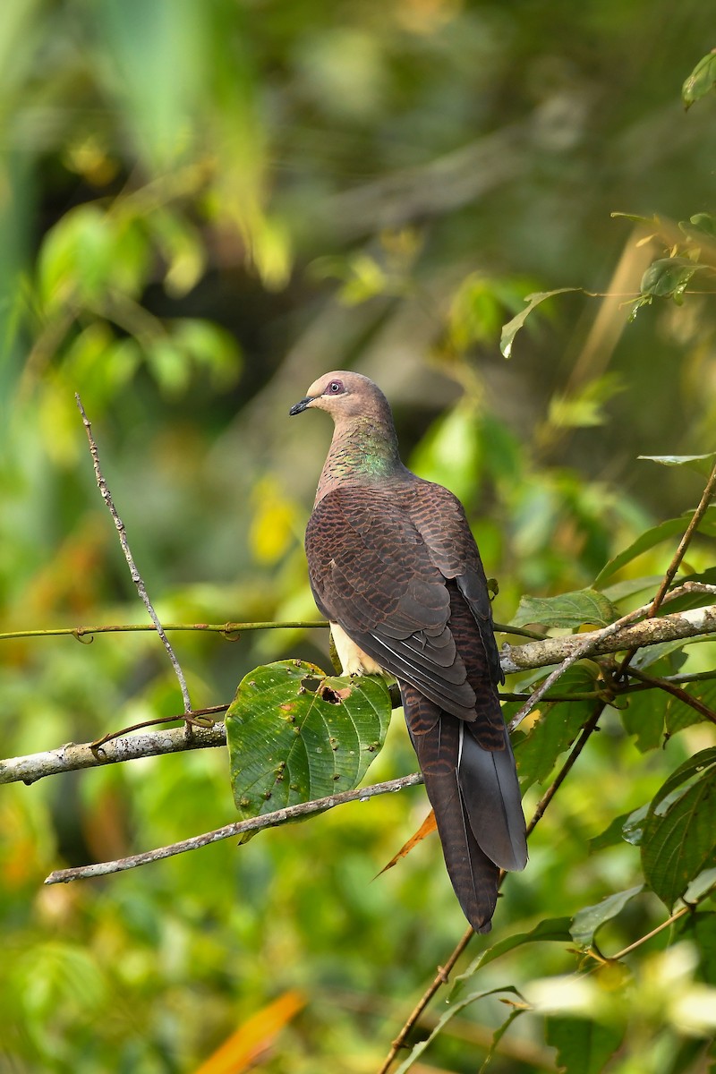 Barred Cuckoo-Dove - ML644303894