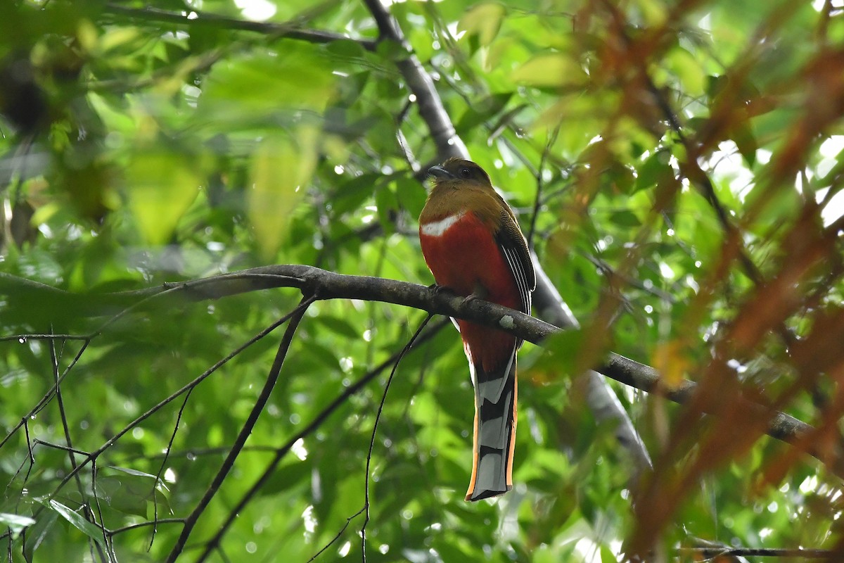 Red-headed Trogon - ML644303900