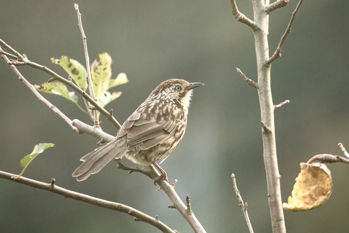 Chinese Babax - ML644303914