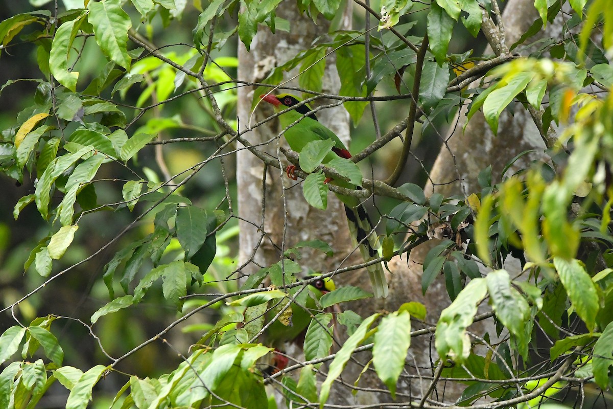 Common Green-Magpie - ML644303915