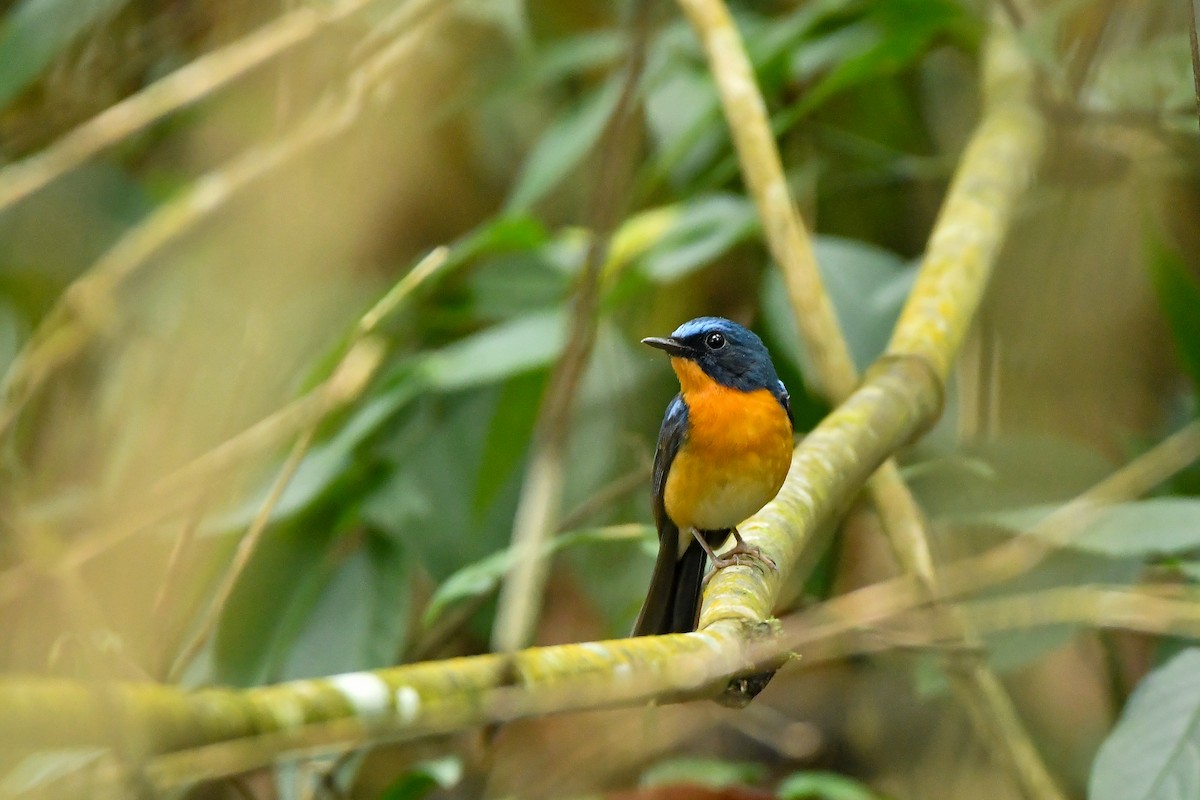 Gobemouche de White - ML644303923