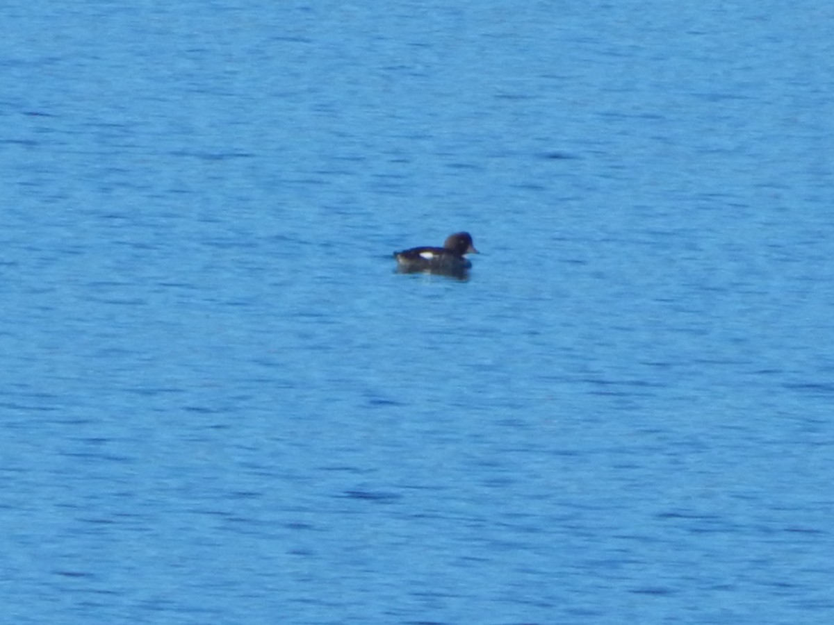 キタホオジロガモ - ML644303926