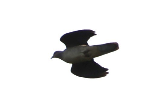 Barred Cuckoo-Dove - ML644303929