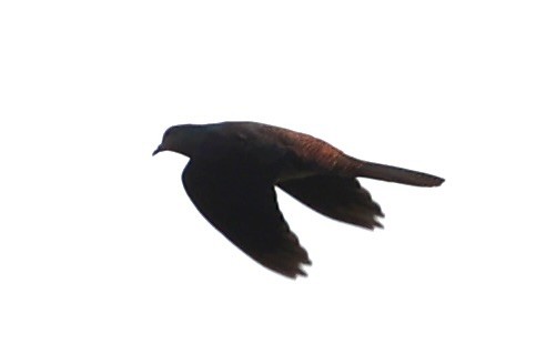 Barred Cuckoo-Dove - ML644303930