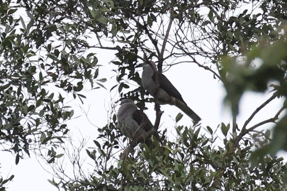 Fahlbauch-Fruchttaube - ML644303935