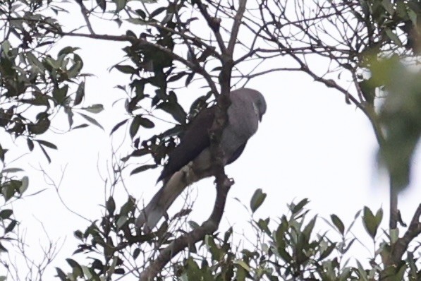 Fahlbauch-Fruchttaube - ML644303936