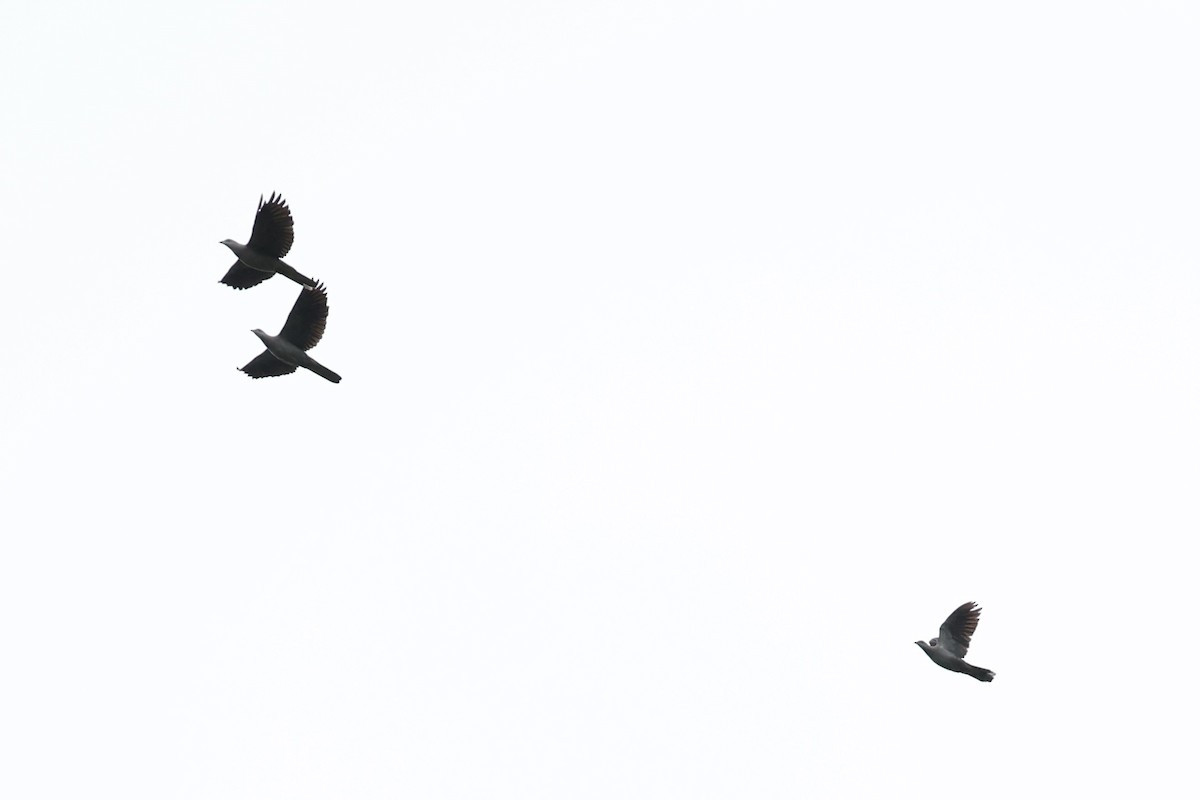 Fahlbauch-Fruchttaube - ML644303939