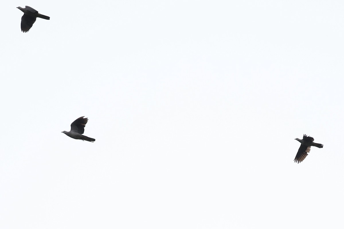 Fahlbauch-Fruchttaube - ML644303940