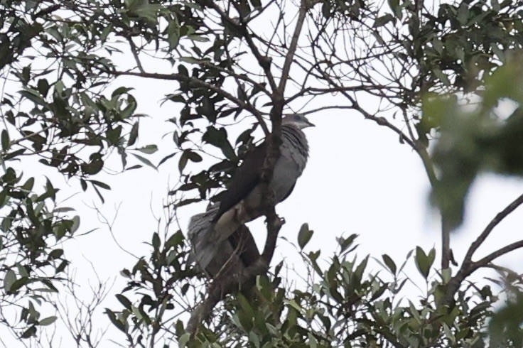 Fahlbauch-Fruchttaube - ML644303942