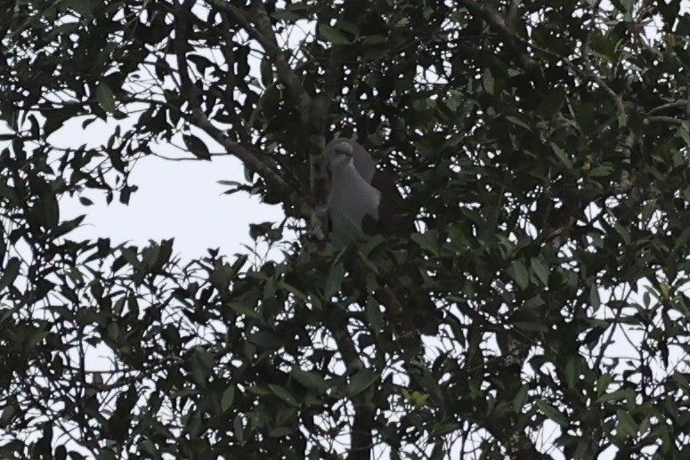 Fahlbauch-Fruchttaube - ML644303943