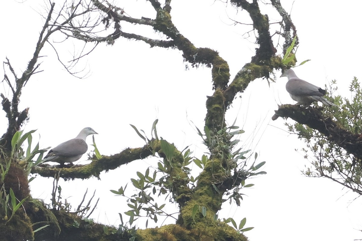 Fahlbauch-Fruchttaube - ML644303947