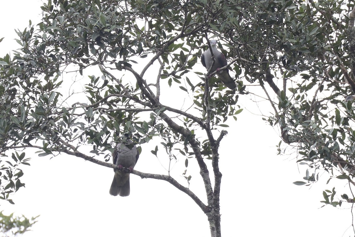 Fahlbauch-Fruchttaube - ML644303948