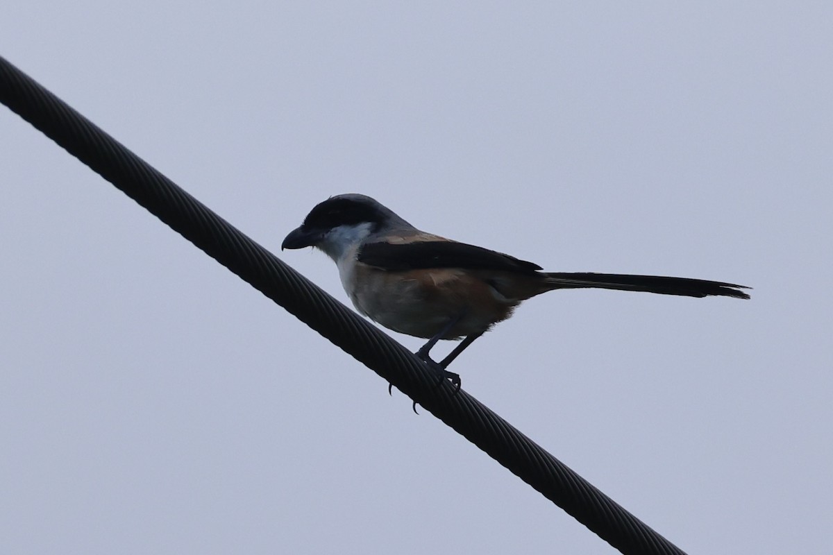 Alcaudón Schach - ML644303953