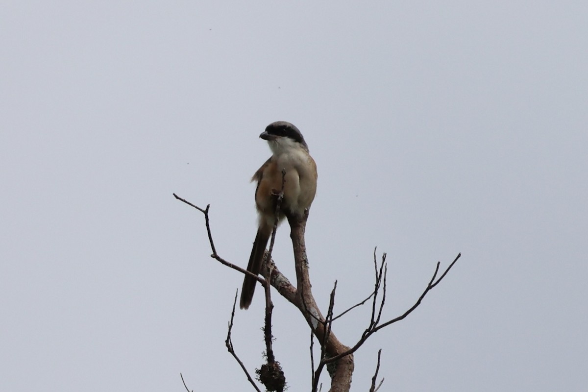 Alcaudón Schach - ML644303954