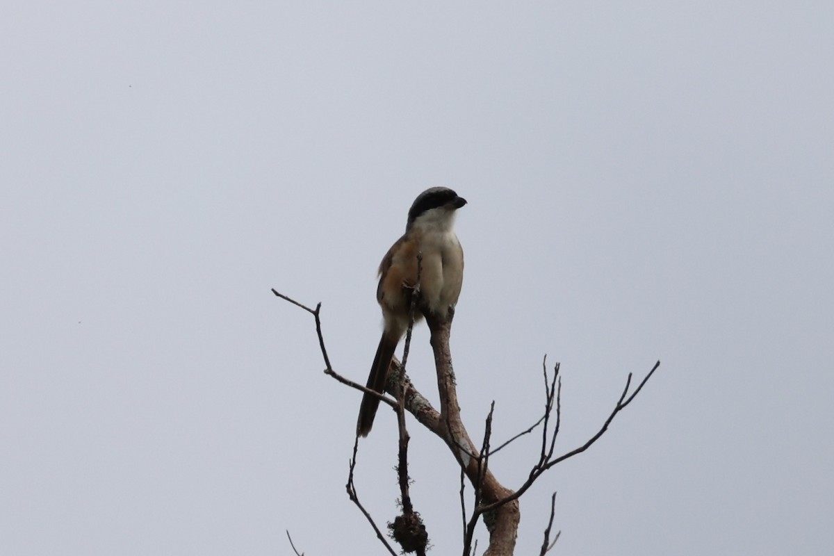 Alcaudón Schach - ML644303955