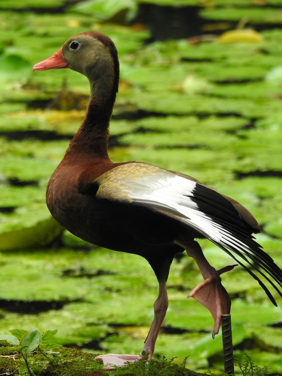 アカハシリュウキュウガモ - ML644303968