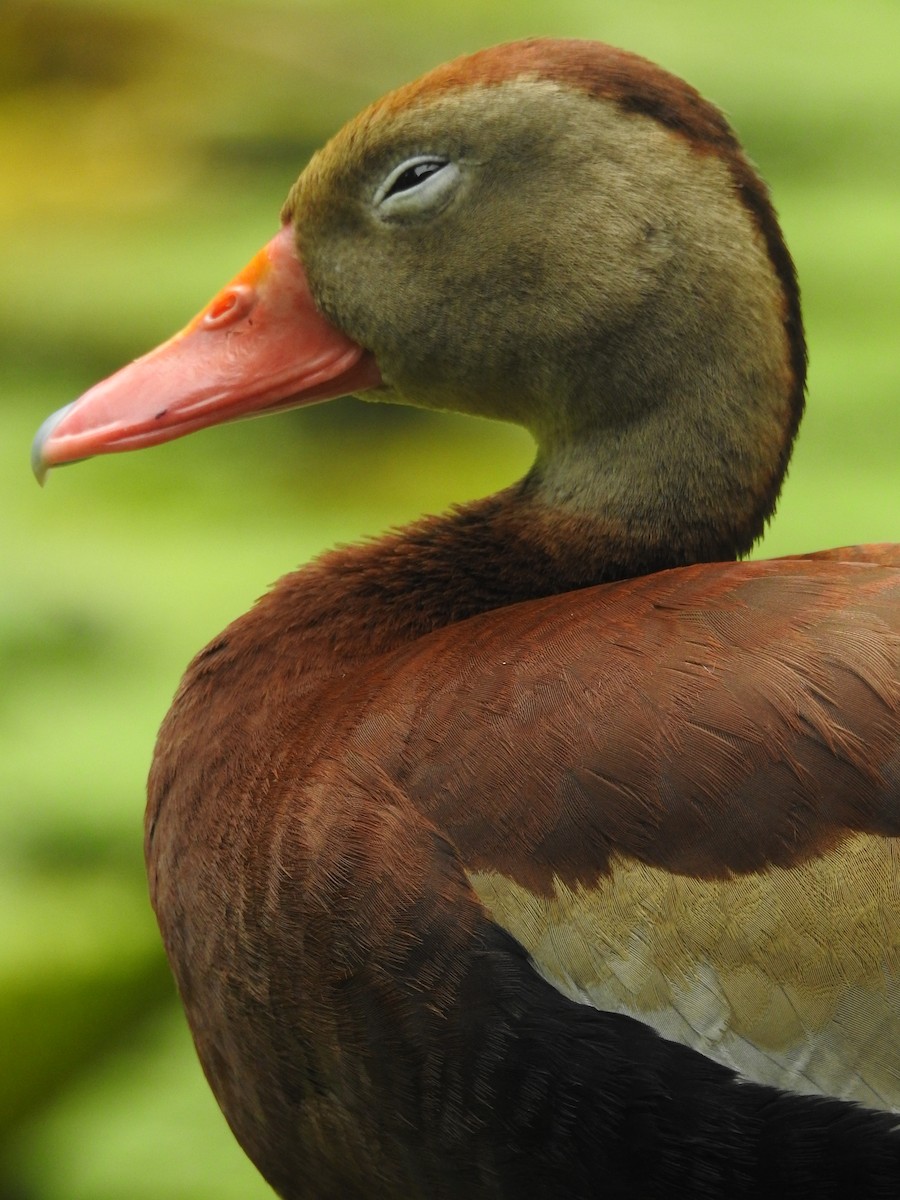 アカハシリュウキュウガモ - ML644303969