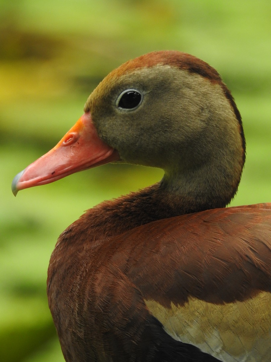 アカハシリュウキュウガモ - ML644303970