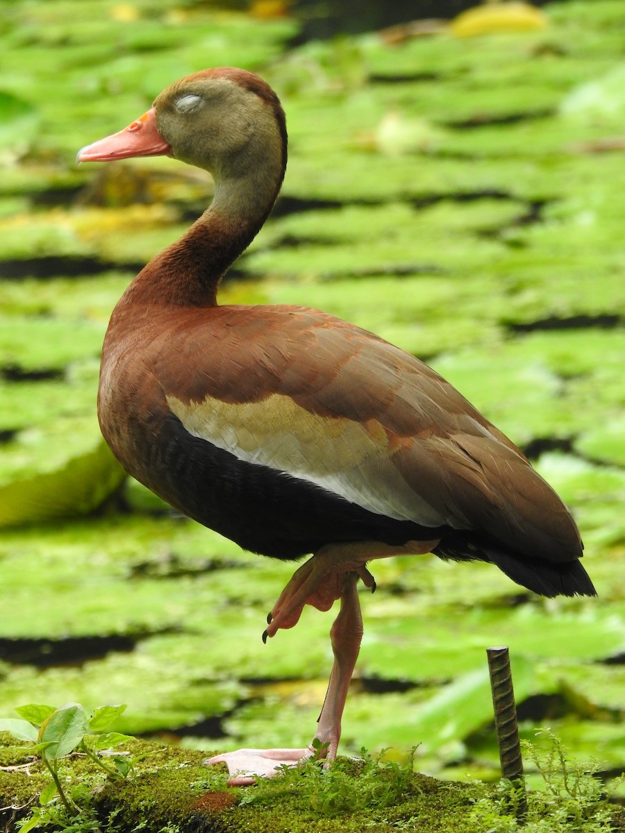 アカハシリュウキュウガモ - ML644303971