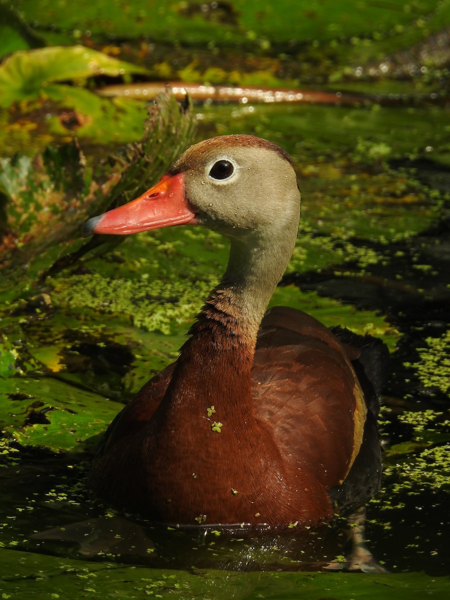 アカハシリュウキュウガモ - ML644303972