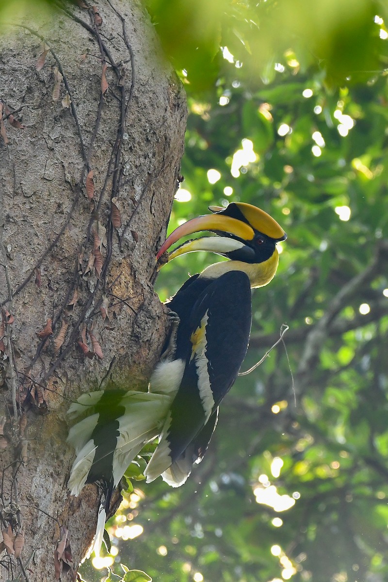 Great Hornbill - ML644303980