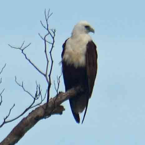 Brahminy Kite - ML644303984