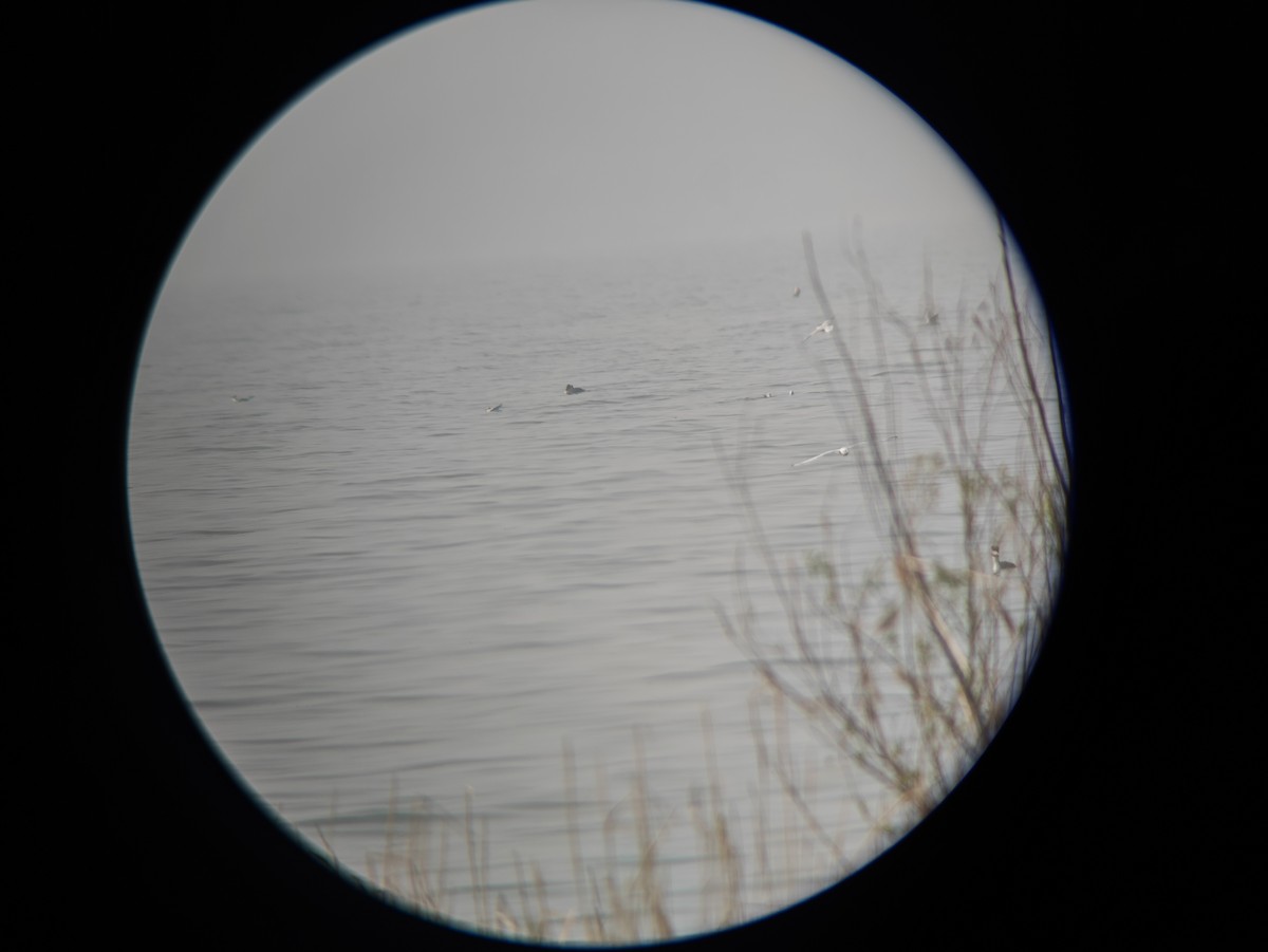 Little Gull - ML644303988