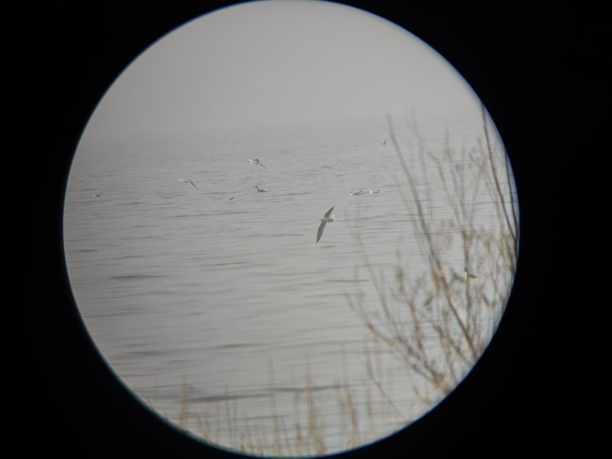 Little Gull - ML644303989