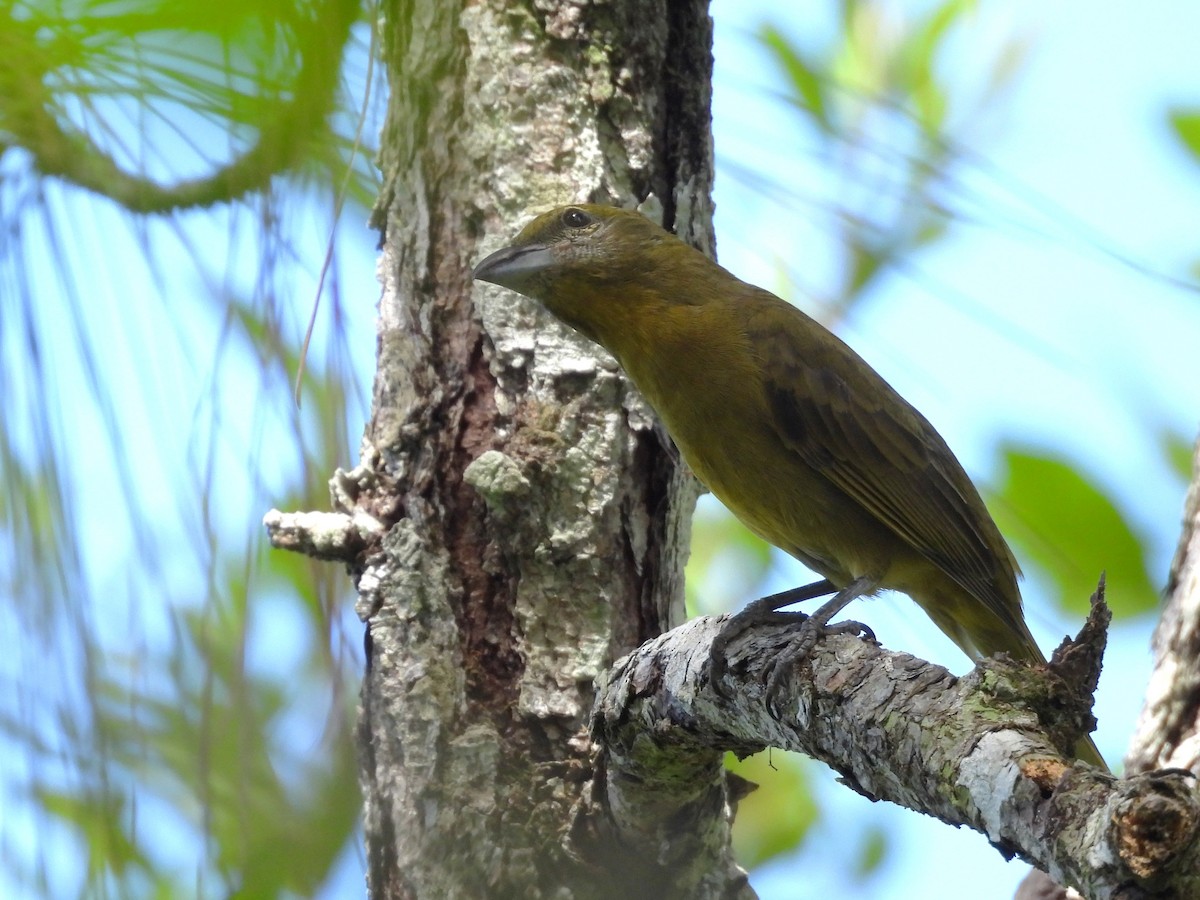 Hepatic Tanager - ML644303990