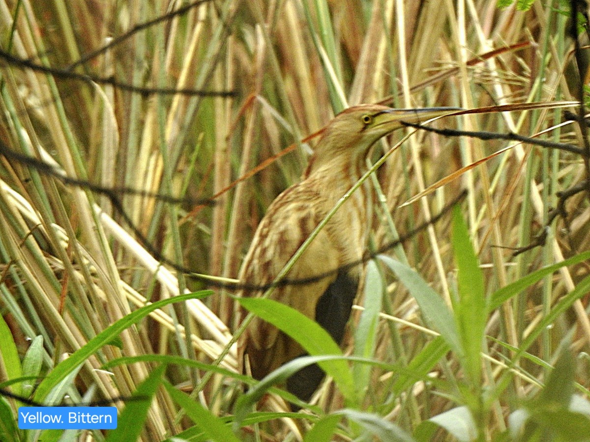 Yellow Bittern - ML644303997