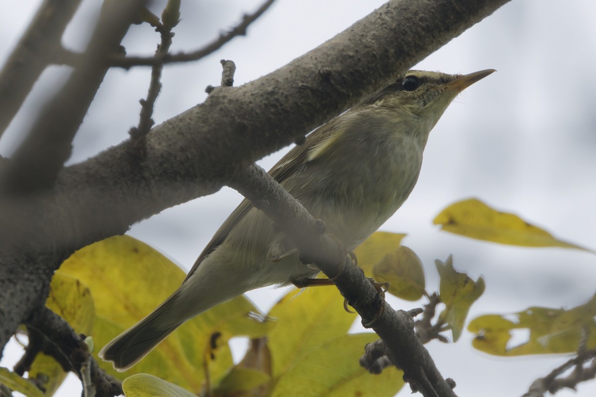 Arctic Warbler - ML644303998