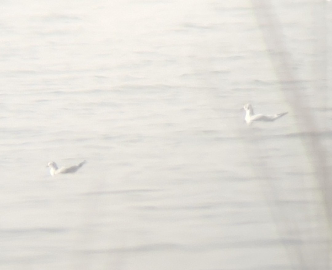 Little Gull - ML644304000