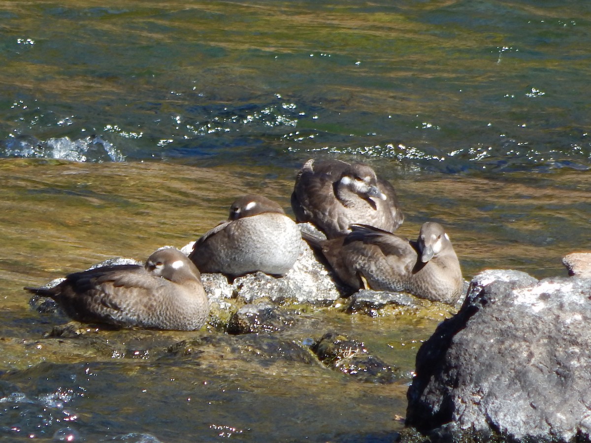 Harlequin Duck - ML644304005