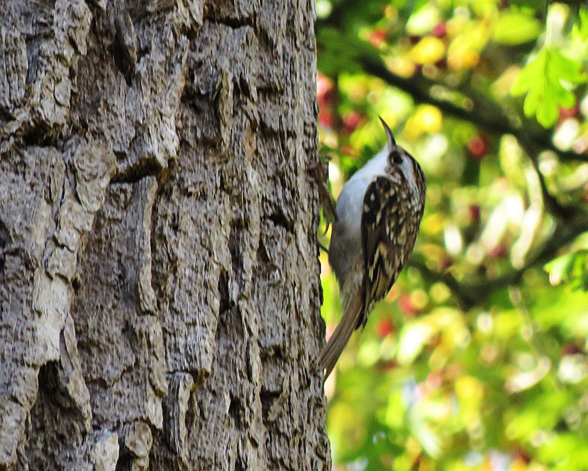 Eurasian Treecreeper - ML644304008