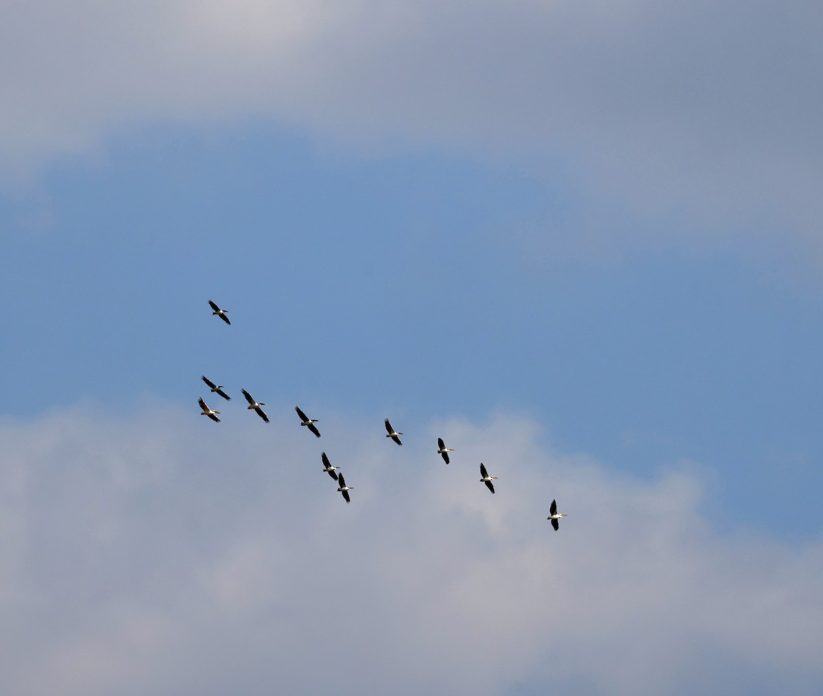 pelikán bílý - ML644304013