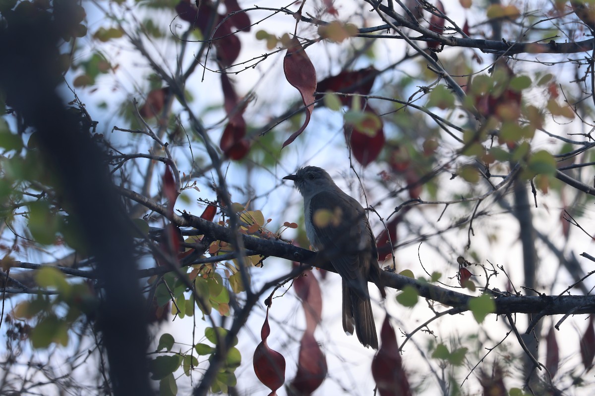 Sahul Brush Cuckoo - ML644304015