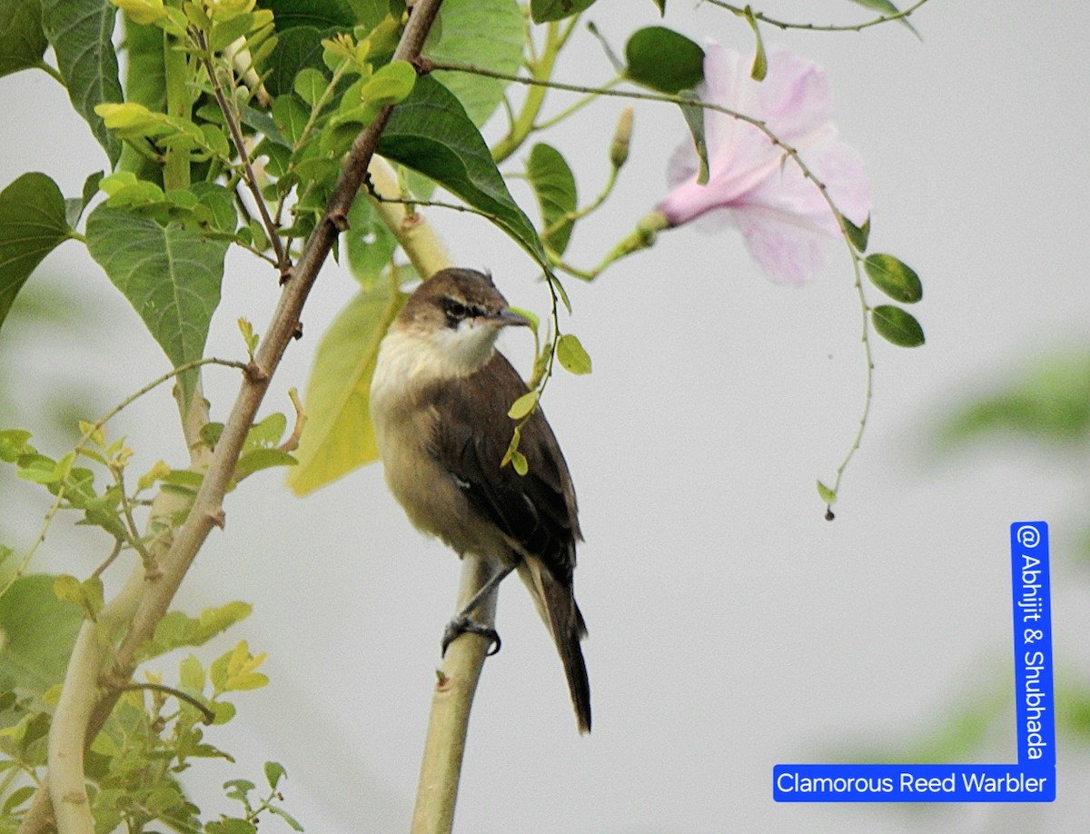 Өмнөдийн охил бялзуухай - ML644304021