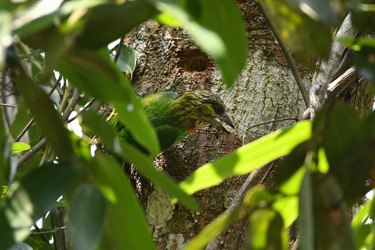 Green-eared Barbet - ML644304025