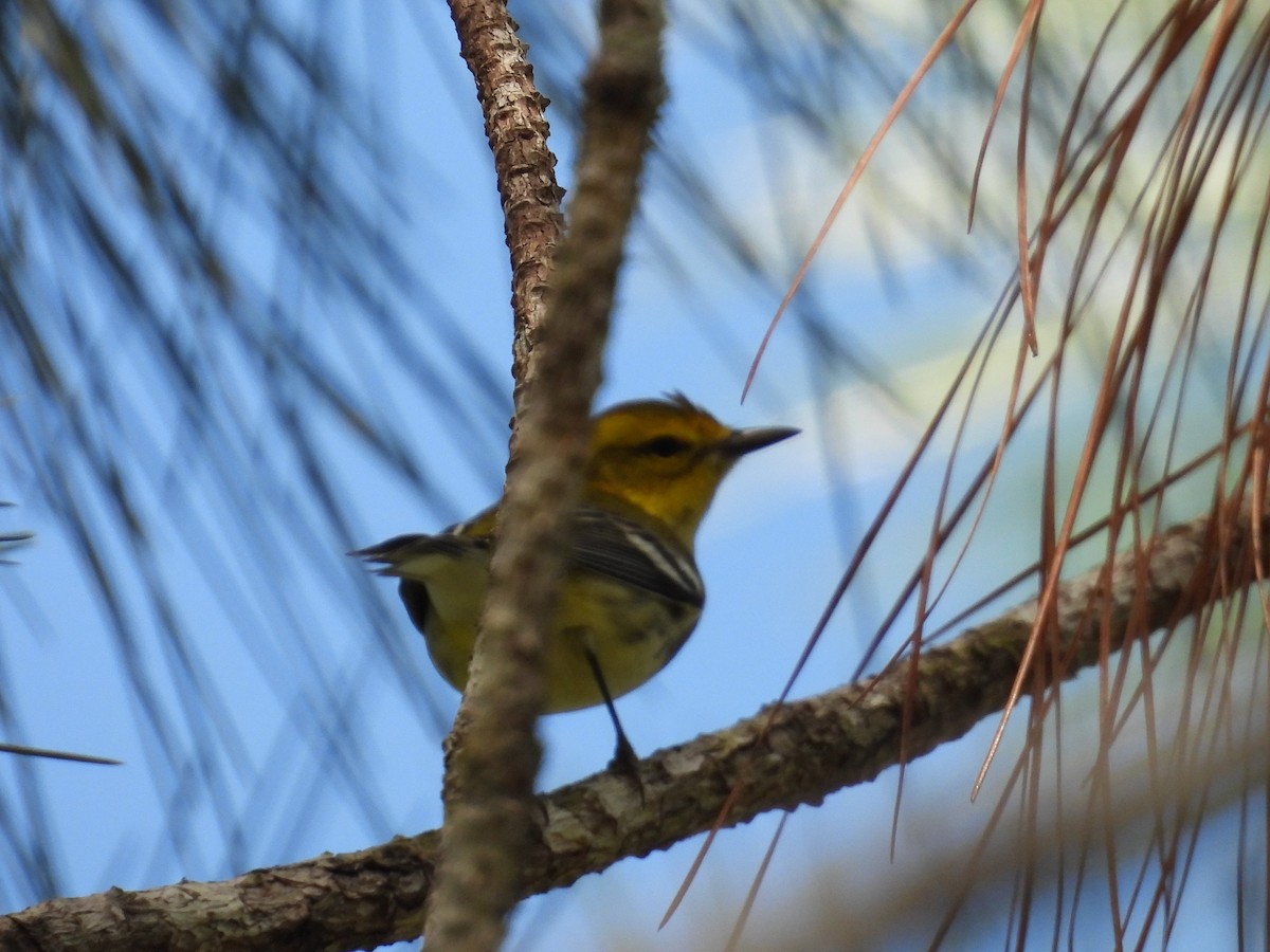 ノドグロミドリアメリカムシクイ - ML644304032