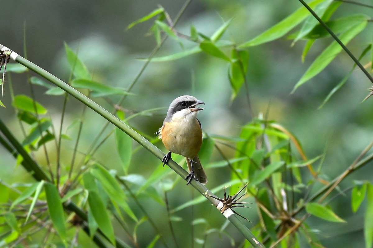 Gray-backed Shrike - ML644304033