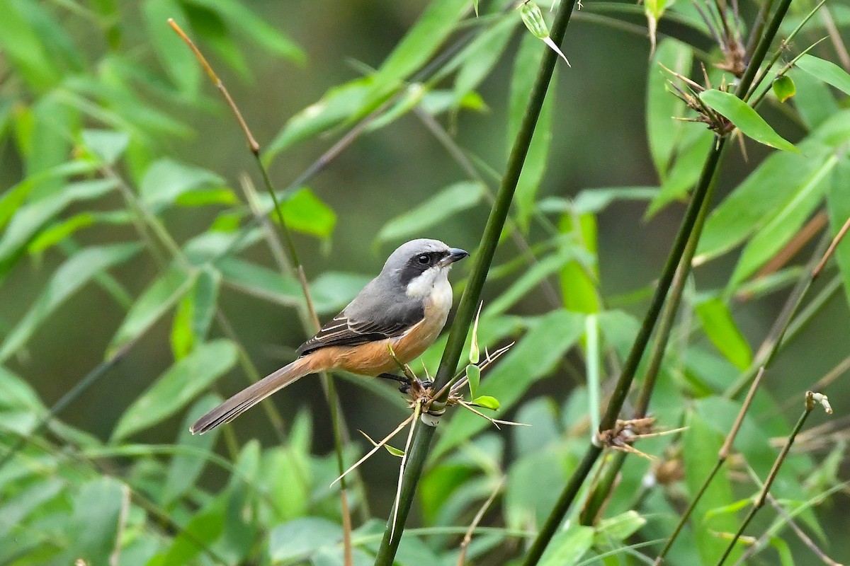 Gray-backed Shrike - ML644304034