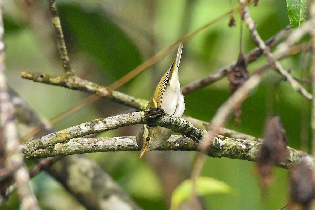 Claudia's Leaf Warbler - ML644304035